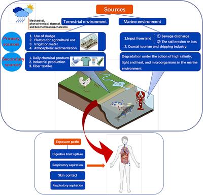 Plastic biodegradation by in vitro environmental microorganisms and in vivo gut microorganisms of insects